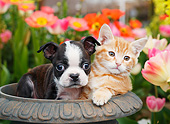 DOK 01 BK0146 01
Boston Terrier Puppy And Orange Kitten Sitting In Flower Pot By Tulips