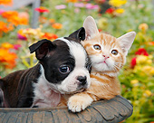 DOK 01 BK0147 01
Boston Terrier Puppy And Orange Kitten Sitting In Flower Pot By Flowers