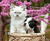 DOK 01 BK0148 01
White Kitten And Boston Terrier Puppy Sitting In Flower Pot By Pink Blossoms