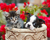 DOK 01 BK0149 01
Tabby Kitten And Boston Terrier Puppy Sitting In Flower Pot By Red Flowers