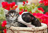 DOK 01 BK0150 01
Boston Terrier Puppy Licking Tabby Kitten In Flower Pot By Red Flowers