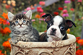 DOK 01 BK0151 01
Tabby Kitten And Boston Terrier Puppy Sitting In Flower Pot By Flowers