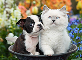 DOK 01 BK0152 01
Boston Terrier Puppy And White Kitten Sitting In Flower Pot In Garden
