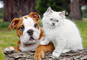 DOK 01 BK0153 01
English Bulldog Puppy And White Kitten On Log