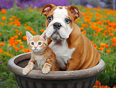 DOK 01 BK0154 01
English Bulldog Puppy And Orange Kitten Sitting In Flower Pot By Poppies