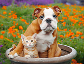 DOK 01 BK0155 01
English Bulldog Puppy And Orange Kitten Sitting In Flower Pot By Poppies