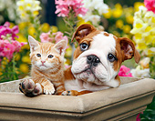 DOK 01 BK0156 01
English Bulldog Puppy And Orange Kitten Sitting In Flower Pot In Garden