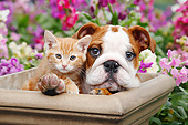 DOK 01 BK0157 01
English Bulldog Puppy And Orange Kitten Sitting In Flower Pot In Garden