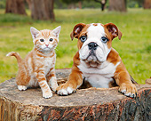 DOK 01 BK0158 01
Orange Kitten And English Bulldog Puppy Sitting On Tree Stump