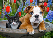 DOK 01 BK0159 01
Tuxedo Kitten And English Bulldog Puppy Laying In Birdbath By Flowers