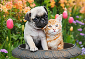 DOK 01 BK0160 01
Pug Puppy And Orange Kitten Sitting In Flower Pot By Tulips