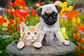 DOK 01 BK0162 01
Orange Kitten And Pug Puppy Sitting In Flower Pot In Garden