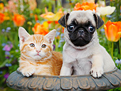 DOK 01 BK0163 01
Orange Kitten And Pug Puppy Sitting In Flower Pot In Garden