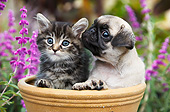 DOK 01 BK0164 01
Tabby Kitten And Pug Puppy Sitting In Flower Pot In Garden
