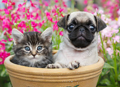DOK 01 BK0165 01
Tabby Kitten And Pug Puppy Sitting In Flower Pot By Pink Flowers
