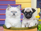 DOK 01 BK0166 01
White Kitten And Pug Puppy Sitting In Basket By House