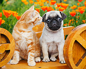 DOK 01 BK0167 01
Orange Kitten And Pug Puppy Sitting On Wooden Wheelbarrow In Garden