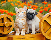 DOK 01 BK0168 01
Orange Kitten And Pug Puppy Sitting On Wooden Wheelbarrow In Garden