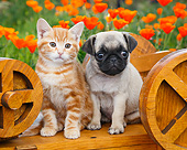 DOK 01 BK0169 01
Orange Kitten And Pug Puppy Sitting On Wooden Wheelbarrow In Garden