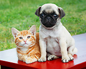 DOK 01 BK0170 01
Orange Kitten And Pug Puppy On Red Bench