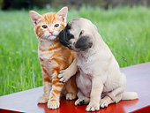 DOK 01 BK0171 01
Orange Kitten And Pug Puppy On Red Bench