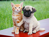 DOK 01 BK0172 01
Orange Kitten And Pug Puppy On Red Bench