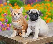 DOK 01 BK0173 01
Orange Kitten And Pug Puppy Sitting On Bench By Poppies