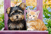 DOK 01 BK0174 01
Yorkshire Terrier Puppy And Orange Kitten Sitting On Purple Chair In Garden