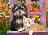 DOK 01 BK0175 01
Yorkshire Terrier Puppy Sitting On Purple Chair With Orange Kitten In Garden