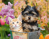 DOK 01 BK0176 01
Orange Kitten And Yorkshire Terrier Puppy Sitting In Bucket In Garden