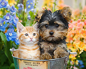 DOK 01 BK0177 01
Orange Kitten And Yorkshire Terrier Puppy Sitting In Bucket In Garden
