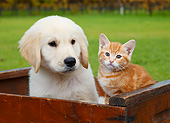 DOK 01 BK0178 01
Yellow Labrador Retriever Puppy And Orange Kitten Sitting In Wooden Crate On Grass