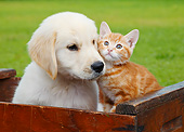 DOK 01 BK0179 01
Yellow Labrador Retriever Puppy And Orange Kitten Sitting In Wooden Crate On Grass