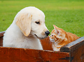 DOK 01 BK0180 01
Yellow Labrador Retriever Puppy And Orange Kitten Sitting In Wooden Crate On Grass