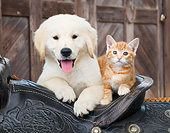 DOK 01 BK0181 01
Yellow Labrador Retriever Puppy And Orange Kitten Sitting On Saddle