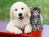 DOK 01 BK0182 01
Yellow Labrador Retriever Puppy And Tabby Kitten On Red Bench