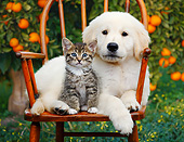 DOK 01 BK0183 01
Yellow Labrador Retriever Puppy And Tabby Kitten On Chair By Fruit Tree