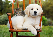 DOK 01 BK0184 01
Yellow Labrador Retriever Puppy And Tabby Kitten Laying On Chair In Grass