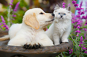 DOK 01 BK0185 01
Yellow Labrador Retriever Puppy And White Kitten In Birdbath