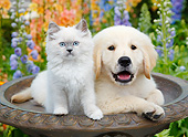 DOK 01 BK0186 01
White Kitten And Yellow Labrador Retriever Puppy In Birdbath