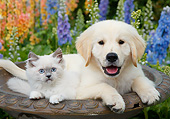 DOK 01 BK0187 01
White Kitten And Yellow Labrador Retriever Puppy In Birdbath