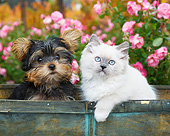 DOK 01 BK0188 01
Yorkshire Terrier Puppy And White Kitten Sitting In Planter Box By Pink Flowers