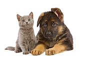 DOK 01 JE0003 01
German Shepherd Puppy And Chartreux Kitten Sitting And Laying On White Seamless