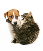 DOK 01 JE0004 01
Norwegian Forest Cat Kitten Hissing At Jack Russell Terrier Puppy On White Seamless