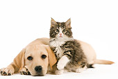 DOK 01 JE0011 01
Yellow Labrador Retriever Puppy And Norwegian Forest Cat Kitten On White Seamless