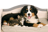 DOK 01 JE0012 01
Bernese Mountain Dog Puppy And Norwegian Forest Cat Kitten Laying On Dog Bed On White Seamless