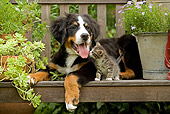 DOK 01 JE0013 01
Bernese Mountain Dog Puppy And Tabby Kitten On Bench With Planter Box And Bucket With Purple Daisies