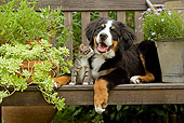 DOK 01 JE0014 01
Bernese Mountain Dog Puppy And Tabby Kitten On Bench With Planter Box And Bucket With Purple Daisies
