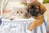 DOK 01 JE0015 01
Shaded Golden Persian Kitten Sitting In Blue Wicker Basket With Tibetan Spaniel Puppy
