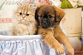 DOK 01 JE0016 01
Shaded Golden Persian Kitten Sitting In Blue Wicker Basket With Tibetan Spaniel Puppy